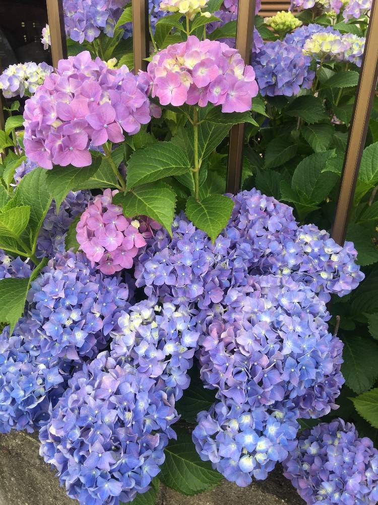 らぶけんとさんの投稿画像 月6月11日 Greensnap グリーンスナップ