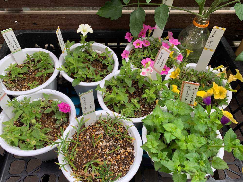 サントリー サフィニアシリーズ成長記録 Greensnap グリーンスナップ