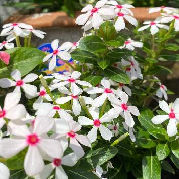 夏花火 の投稿画像一覧 Greensnap グリーンスナップ