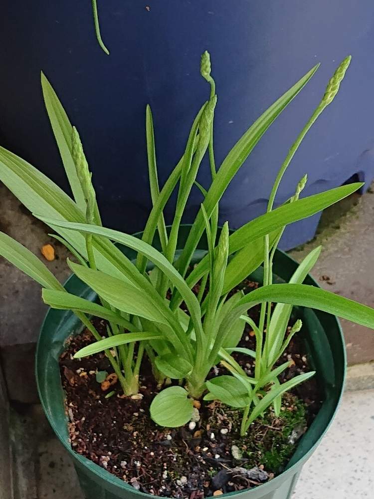 ネジバナ鉢栽培ｙの投稿画像 By Raizouさん ネジバナ鉢栽培とネジバナとネジバナ鉢栽培ｙとネジバナ鉢栽培 月6月11日 Greensnap グリーンスナップ Greensnap グリーンスナップ