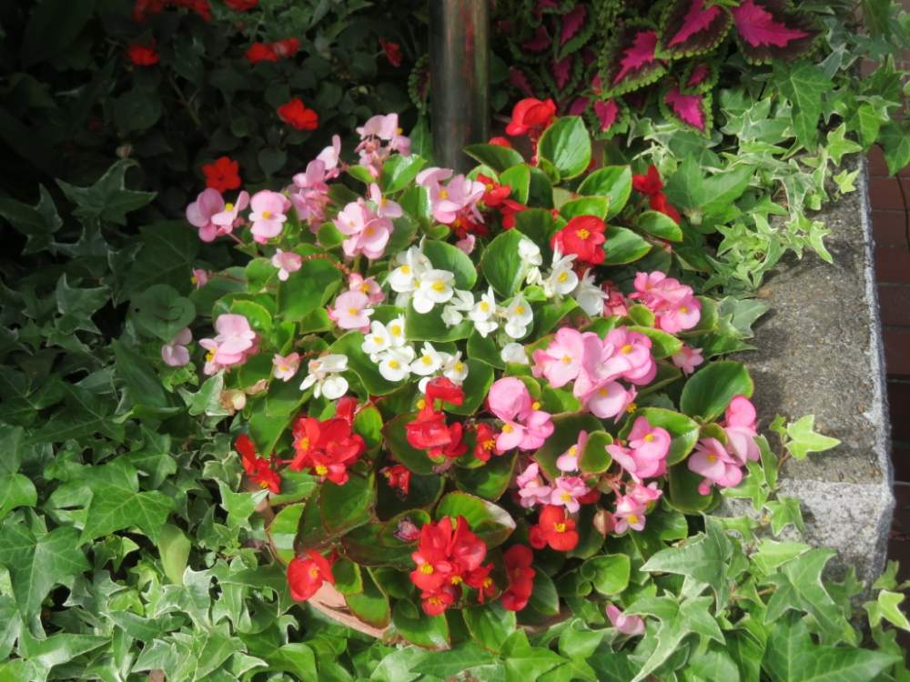 ベゴニアの投稿画像 By 習志野花音 さん ボタニカル柄のスカート スカーフと緑のトンネルとボタニカル女子と雑草だけどカワイイとおうちde菜園とお花女子と秘書と職場界隈のボタニカルと秘境の花とおうち園芸とボタニカル変態と石碑とボタニカルスポットとガーデニング