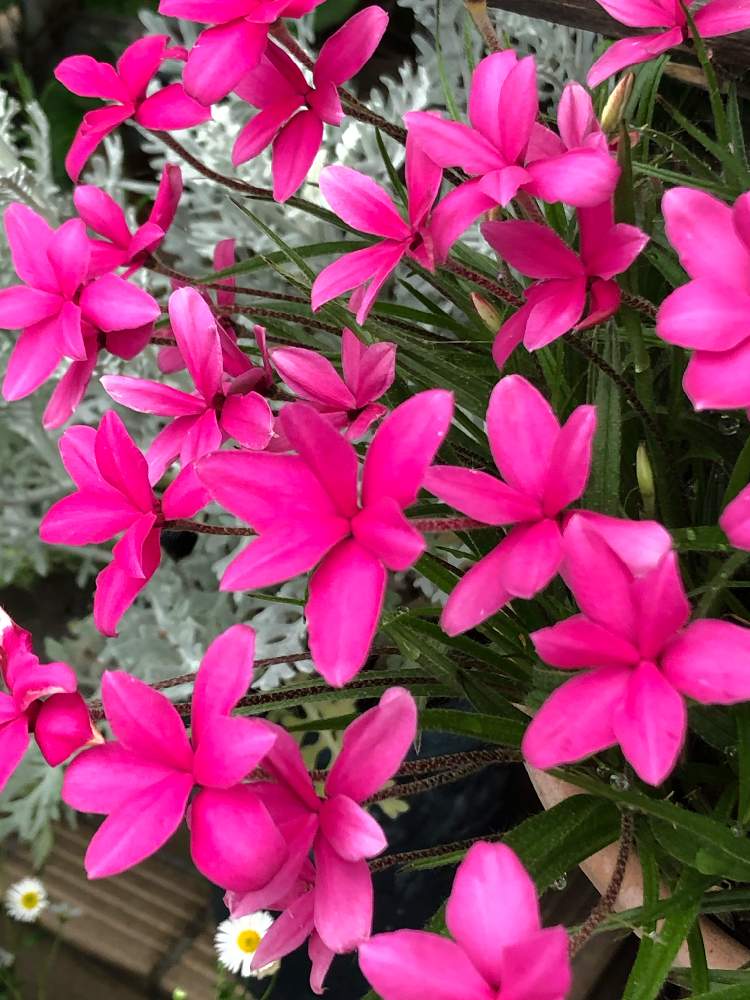 ピンク ピンクの投稿画像 By 空さん アッツ桜 とおうち園芸 月6月11日 Greensnap グリーンスナップ