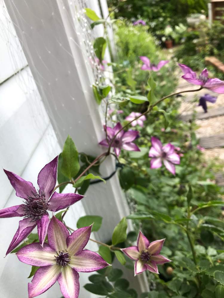 クレマチス フォンド メモリーズの投稿画像 By Mamyさん ガーデンとナチュラルが好きと爽やかと花のある暮らしとかわいいとノスタルジック 月6月11日 Greensnap グリーンスナップ