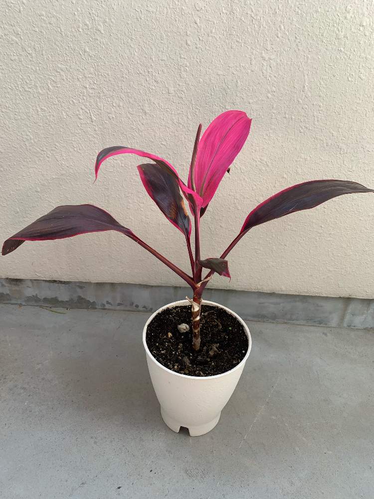 コルジリネ レッドエッジの投稿画像 By クロネコjoyさん 花のある暮らし 月6月11日 Greensnap グリーンスナップ