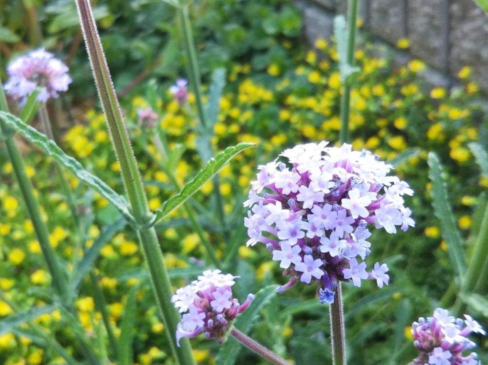 バーベナの投稿画像 By ゆこけんさん バーベナ メテオールシャワー 月6月11日 Greensnap グリーンスナップ