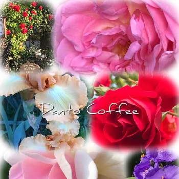 お庭好きお花好きの画像 by だんとコーヒーさん | お庭好きお花好きとナチュラルガーデンとだんとコーヒーと癒しの場所と長野県小諸市と花のある暮らしとお花咲く喫茶店