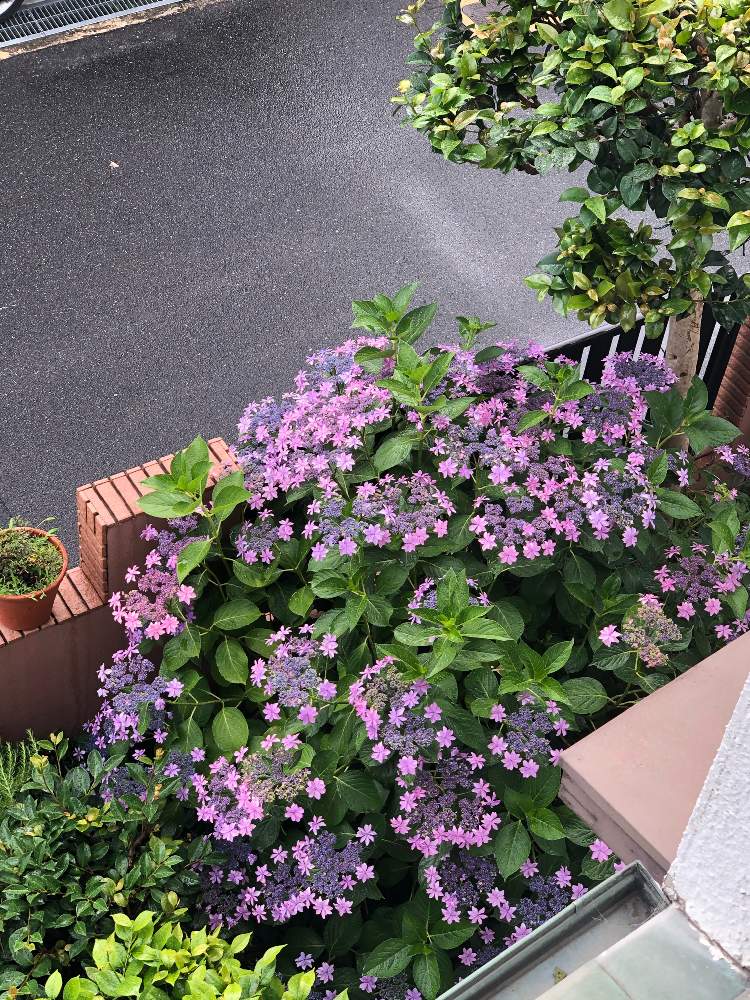 花のある暮らしの投稿画像 By マチルダさん 月6月11日 Greensnap グリーンスナップ