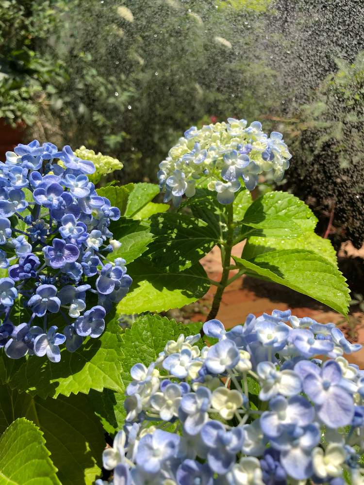おたふく紫陽花 の投稿画像 By こでまりさん 小さな庭とiphone8plus とおたふく紫陽花 とiphone8plus 月6月11日 Greensnap グリーンスナップ Greensnap グリーンスナップ