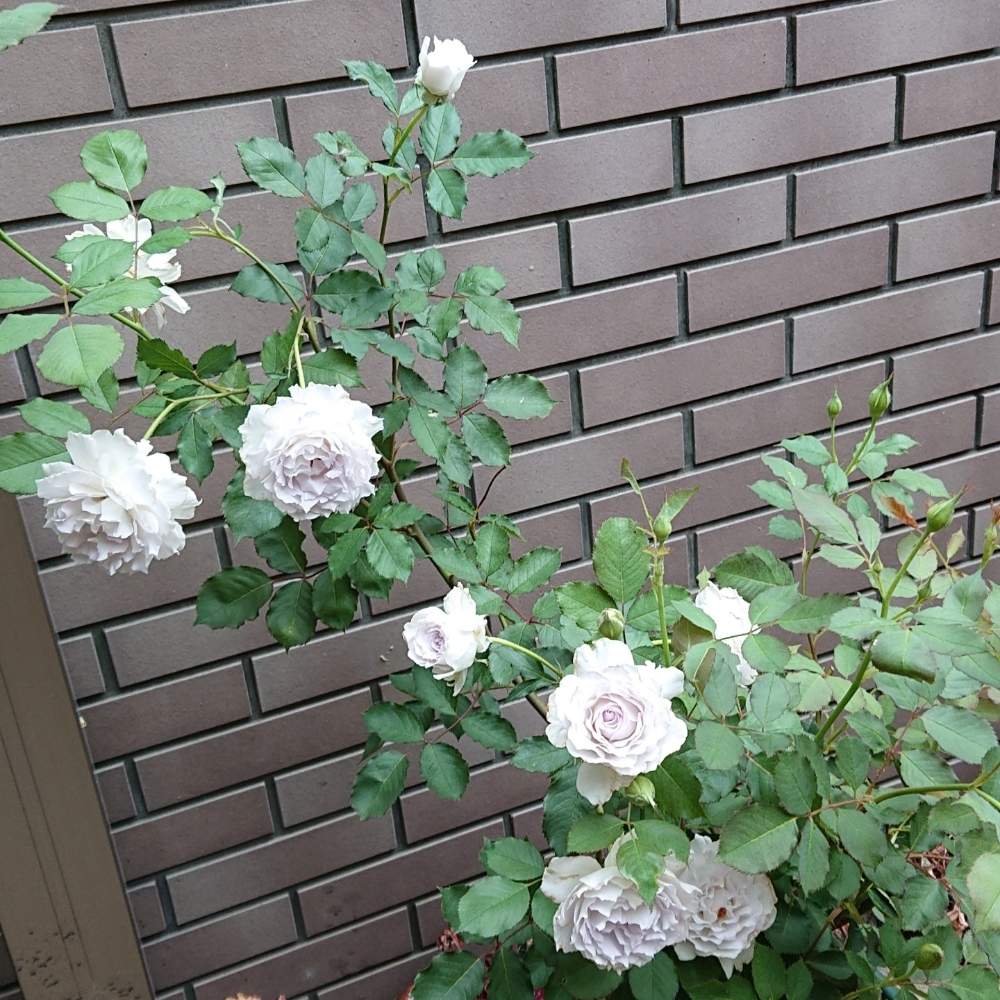 バラの投稿画像 By さあやさん ガブリエルとエントランスとスマホ撮影とキュンキュン乙女倶楽部とばら バラ 薔薇と薔薇愛同盟とsaaya Gardenと庭の花とgsのみなさんに感謝 とおうち園芸とgsでバラ園とロザリアンとチーム愛知と植物マニアとバラを楽しむと素敵とスマホ