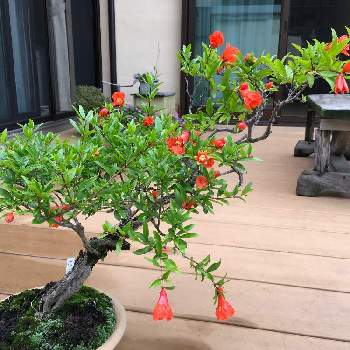 花ザクロ盆栽の投稿画像一覧 Greensnap グリーンスナップ