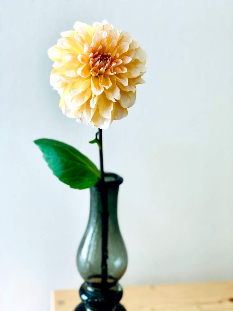ダリアの投稿画像 By Izuminさん 切り花と花瓶と花のある暮らしと可愛い 月6月11日 Greensnap グリーンスナップ