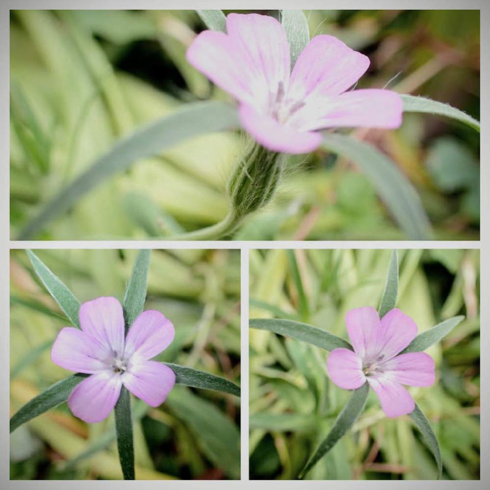アグロステンマの投稿画像 By Kumakoさん 小さな庭とキュンキュン乙女倶楽部とピンクのお花が好きと落ち生えのアグロステンマと花のある暮らしとムギセンノウ Agrostemma Githago とアグロステンマ 原種に近い と小花好きとキュンキュン乙女倶楽部no190とキュンキュン