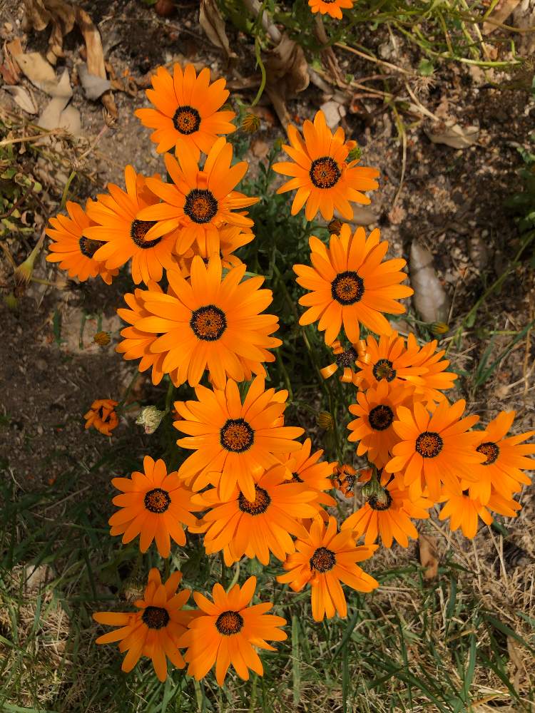 ガザニアの投稿画像 By ハメドさん 初心者ですと道端徘徊同盟と花壇とオレンジの花と花のある暮らしとお散歩 月6月11日 Greensnap グリーンスナップ