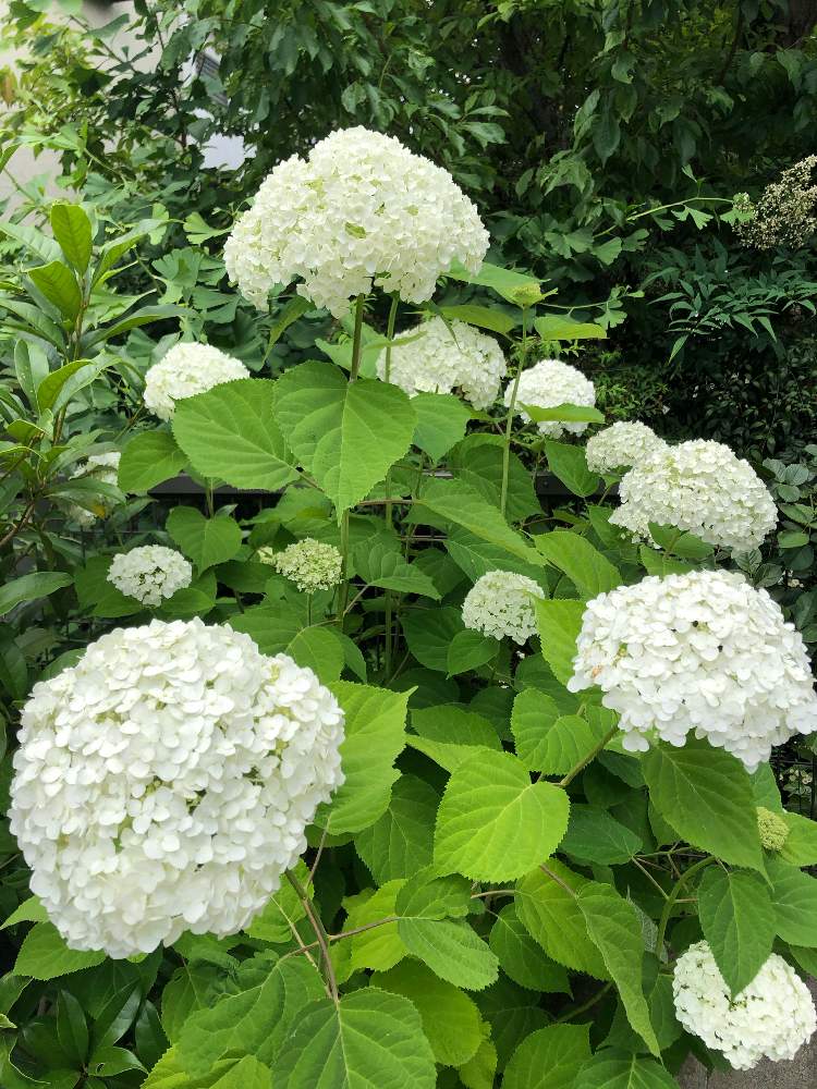小さな庭の投稿画像 By Sayakaさん アナベルジャンボと千葉県とおうち園芸とアナベル 紫陽花とインクレディボールとガーデニングとアナベルジャンボと千葉県とおうち園芸とアナベル 紫陽花とインクレディボールとガーデニング 月6月11日 Greensnap グリーン
