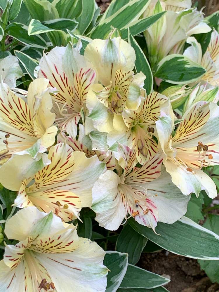 アルストロメリアの投稿画像 By Mariakoさん 斑入りアルストロメリアと梨愛ちゃんに と医療関係者に感謝とひやみかち日本 とこんな時こそ花をとひやみかち首里城 とおうち園芸と 最前線のあなたへと届きますように と笑顔配達人 と医療現場の人々に感謝と