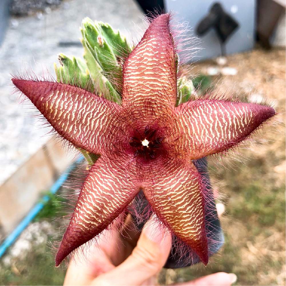 Stapelia Hirsutaの投稿画像 By パトラーさん スタペリア 犀角と小さな庭と大きな花とガガイモ科とガガイモ科スタぺリアとスタペリア犀角 と大きな花とガガイモ科とガガイモ科スタぺリアとスタペリア犀角 月6月11日 Greensnap グリーンスナップ Greensnap