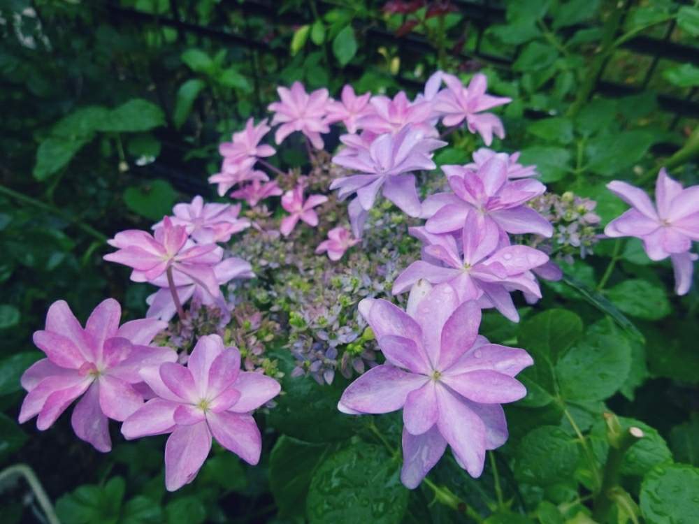オシャレの投稿画像 By きらまる さん B型とおうち園芸と今日の一枚ときれいな色と花のある暮らしとかわいいな とテンション とロザリアン 月6月11日 Greensnap グリーンスナップ