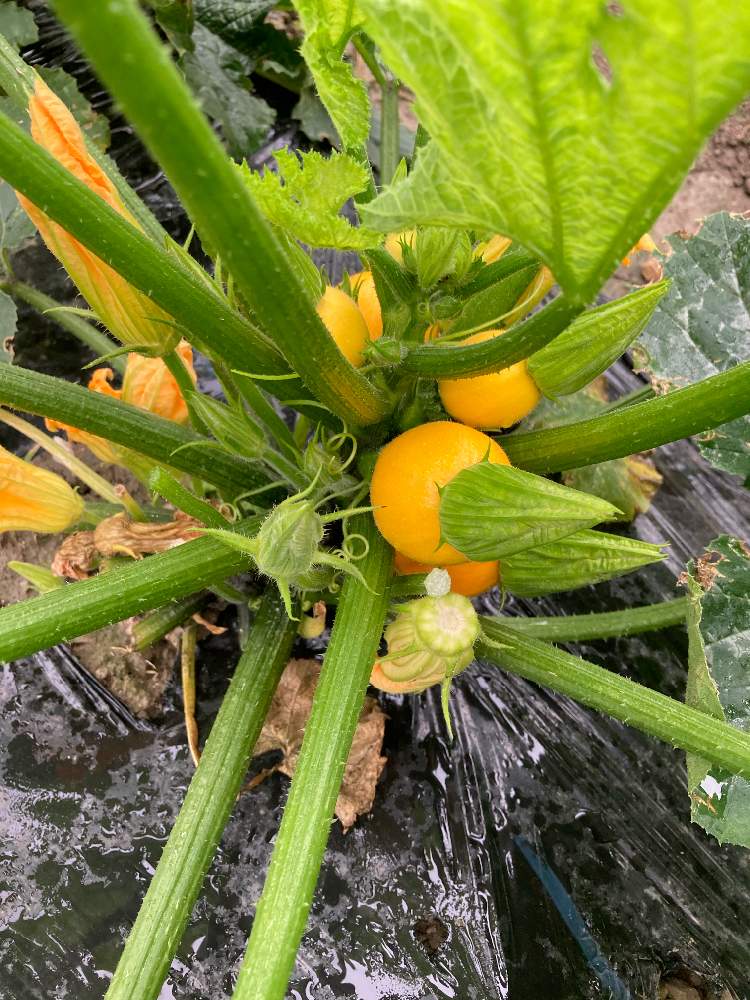ズッキーニ パリーノジャッロの投稿画像 By Dp106さん 家庭菜園 月6月11日 Greensnap グリーンスナップ