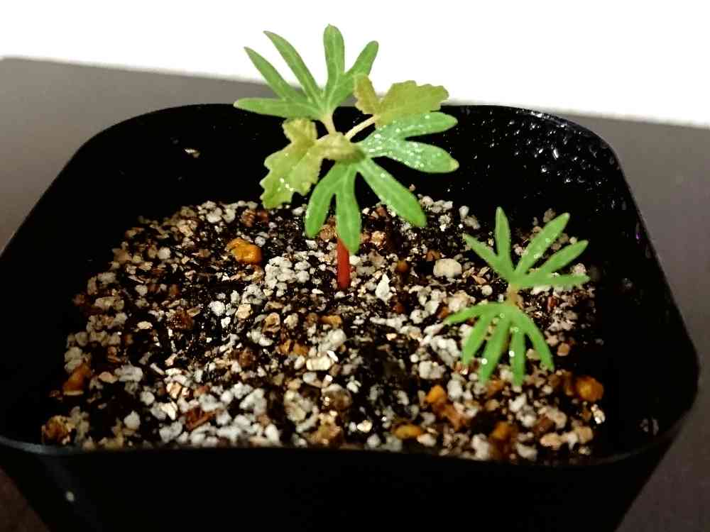 ボスウェリア サクラの一覧｜🍀GreenSnap（グリーンスナップ）