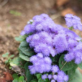 小紫 (こむらさき)の画像 by ベルさん | 名前はわかりませんと小紫 (こむらさき)とちょっぴり小さな幸せと花好き集まれ♡と梅雨時期が賑やかにと暮らしを愉しむと大好きな花と花のある暮らしと愛らしい花と365日花記録