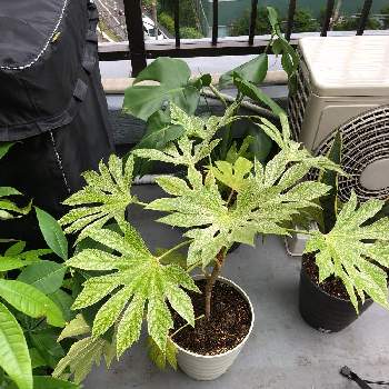 Fatsia Japonica 斑入りヤツデの投稿画像一覧 Greensnap グリーンスナップ