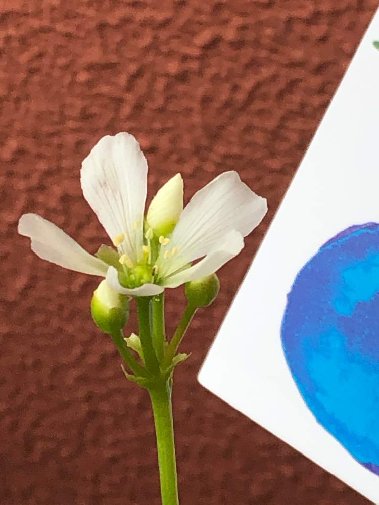 ハエトリソウの投稿画像 By Heathさん 食虫植物と白い花 月6月11日 Greensnap グリーンスナップ