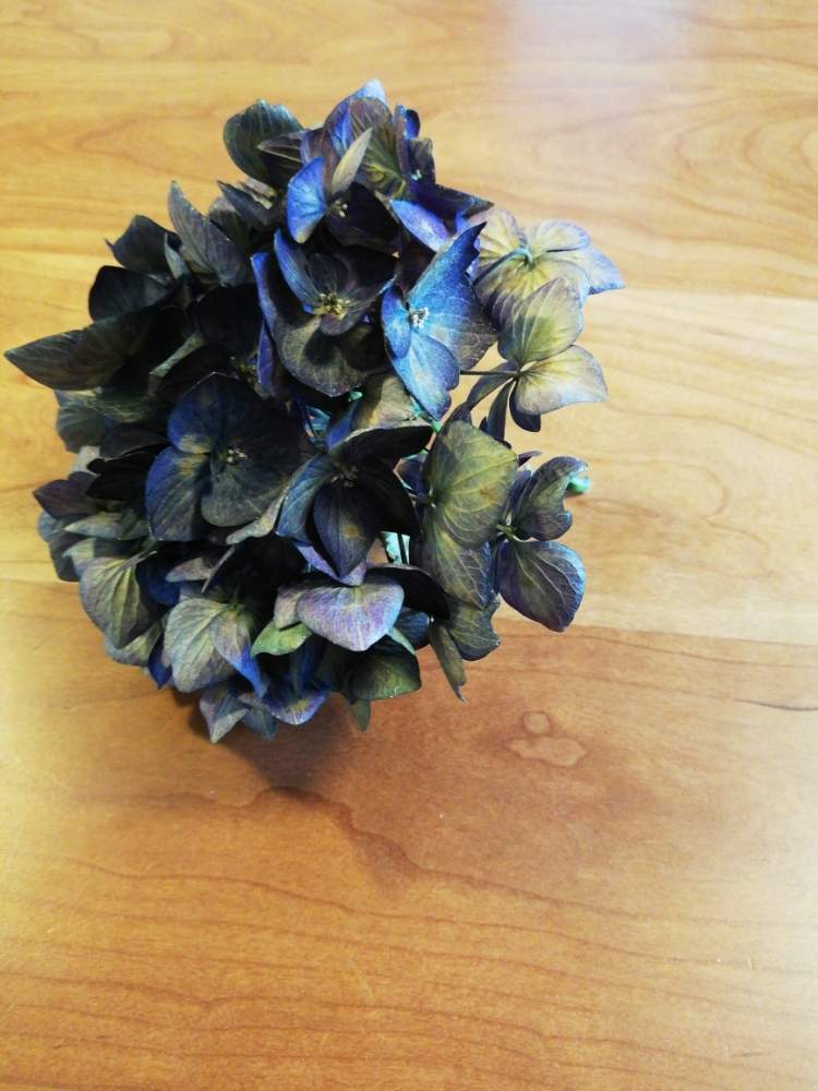 ハイドランジア ディープパープルの投稿画像 By Tanikyutanさん 部屋とドライフラワーとおうち園芸とおうちで飾る花とアジサイ 紫陽花 と花のある暮らしとディープパープルとバルコニストとドライフラワーとおうち園芸とおうちで飾る花とアジサイ 紫陽花と花のある暮らし