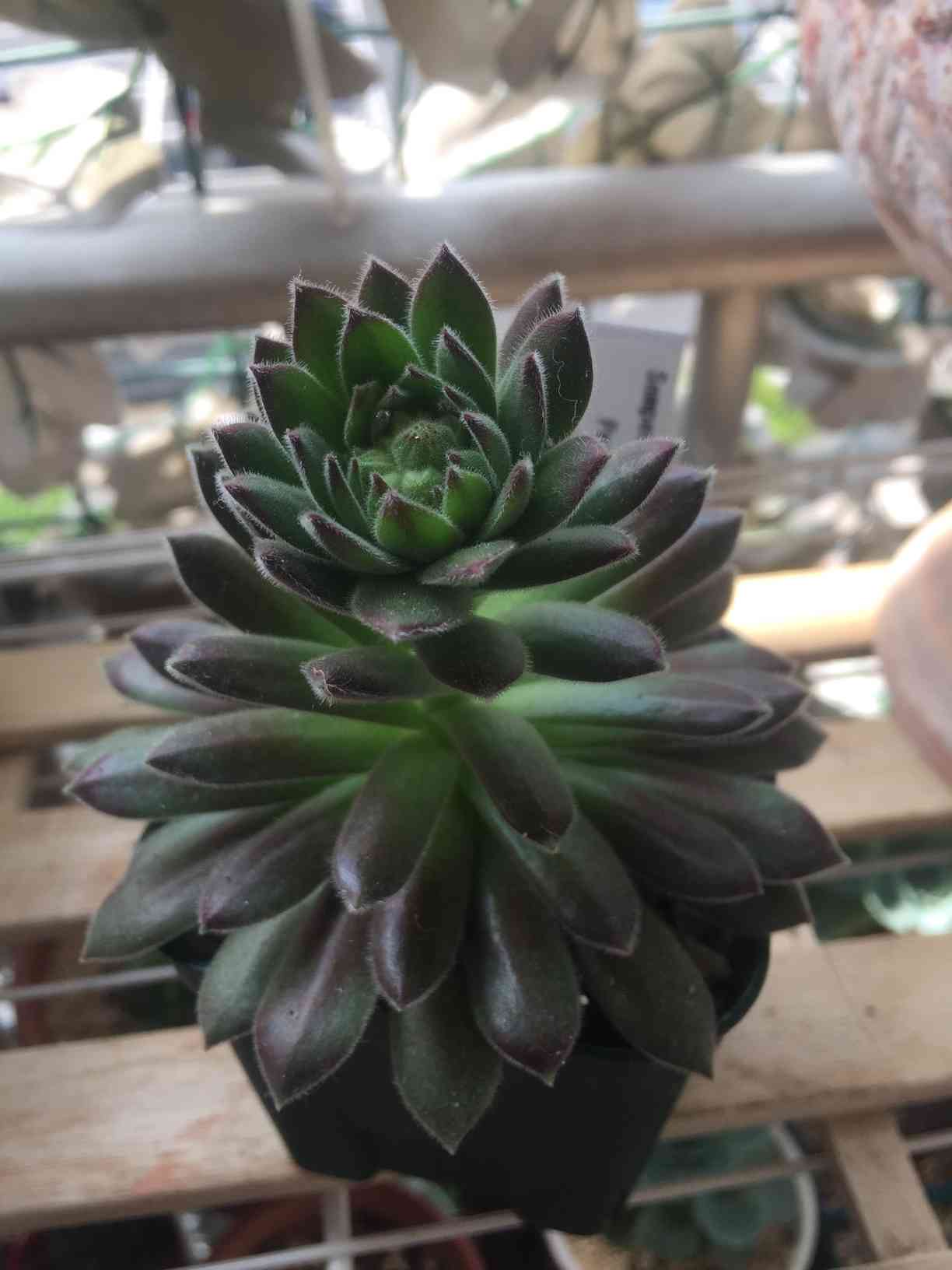 センペルビウムの花芽カット🌱｜🍀GreenSnap（グリーンスナップ）