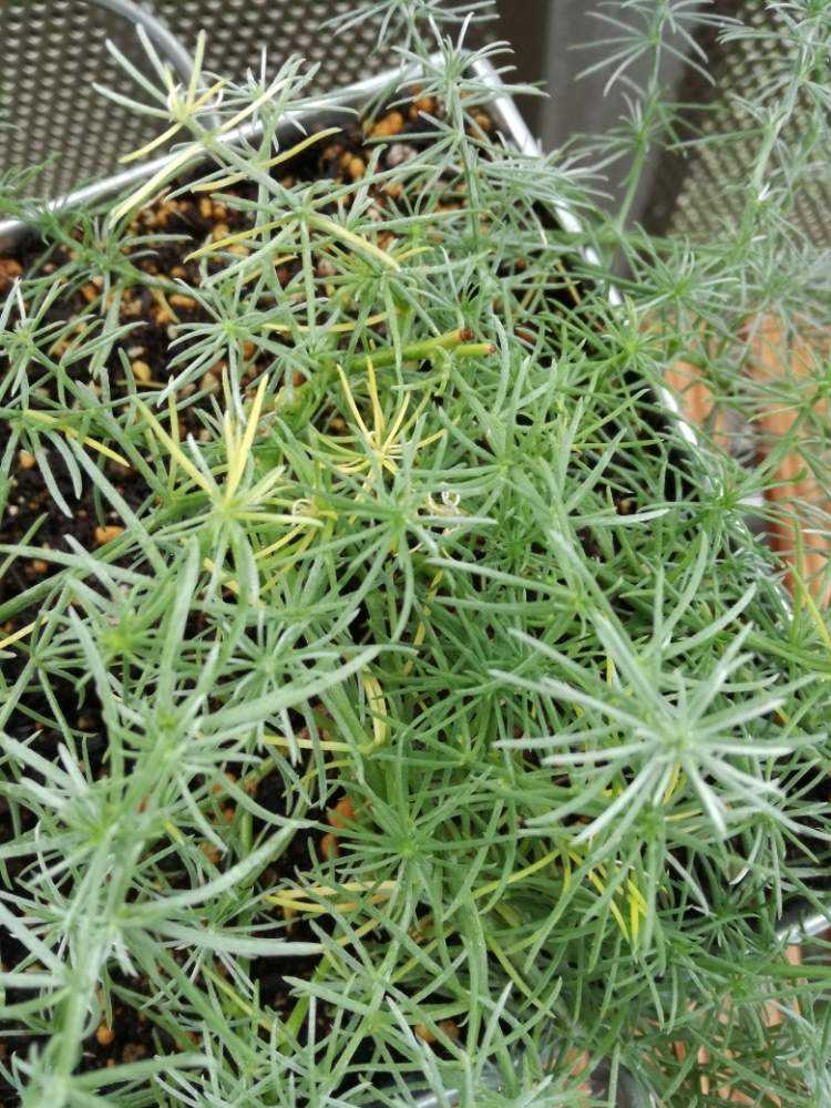 ロータスコットンキャンディー Greensnap グリーンスナップ