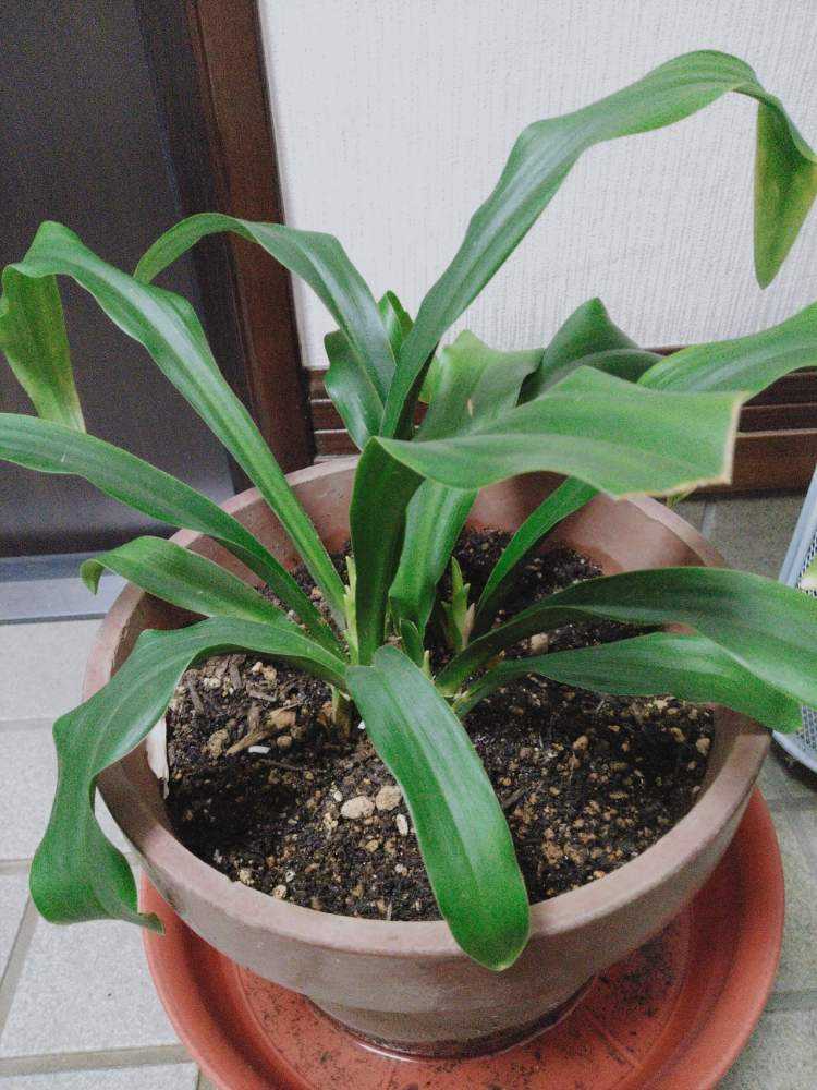 おもと 万年青 Greensnap グリーンスナップ