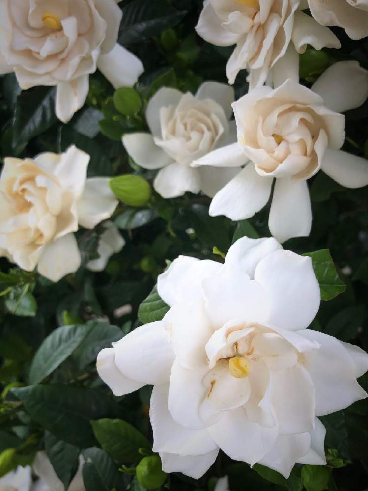 いい香りの投稿画像 By Ekoさん 白い花とホワイトと八重咲きくちなし 月6月11日 Greensnap グリーンスナップ