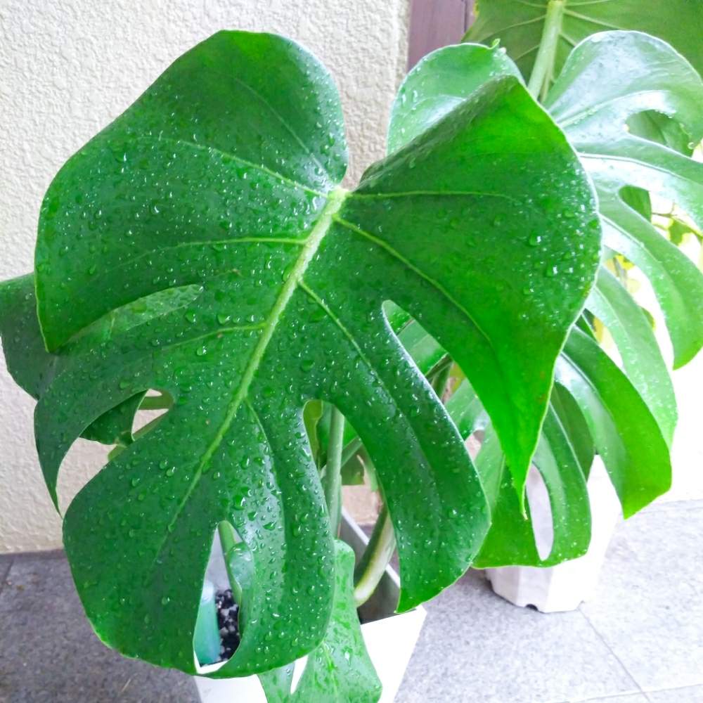 モンステラの投稿画像 By Jさん 観葉植物とイモ科はいいぞ 月6月11日 Greensnap グリーンスナップ