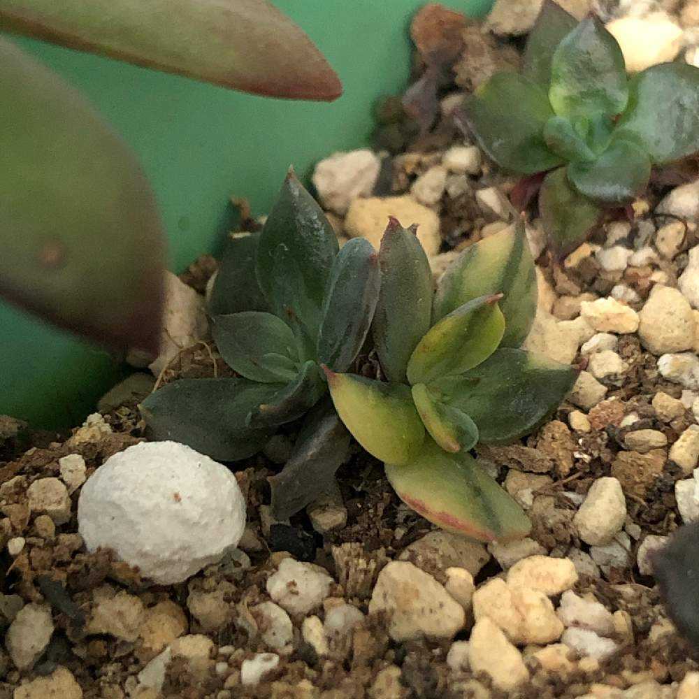 ブラックプリンス錦②｜🍀GreenSnap（グリーンスナップ）