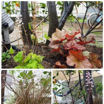 ヒューケラ パプリカの画像 by keechanさん | 小さな庭とカレックスとヒューケラ　プラムカスケードとヒューケラ パプリカとティアレア　シルベラードとおうち園芸とガーデニングと花のある暮らしと雑木の庭と地植え