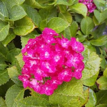 赤い紫陽花の投稿画像一覧 Greensnap グリーンスナップ