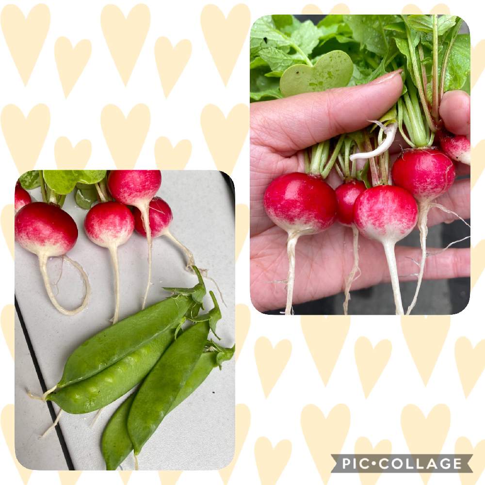 ラディッシュの投稿画像 By めいさん 絹さやとプランターと家庭菜園とおうちde菜園と家庭菜園初心者と北海道と地植え 月6月11日 Greensnap グリーンスナップ