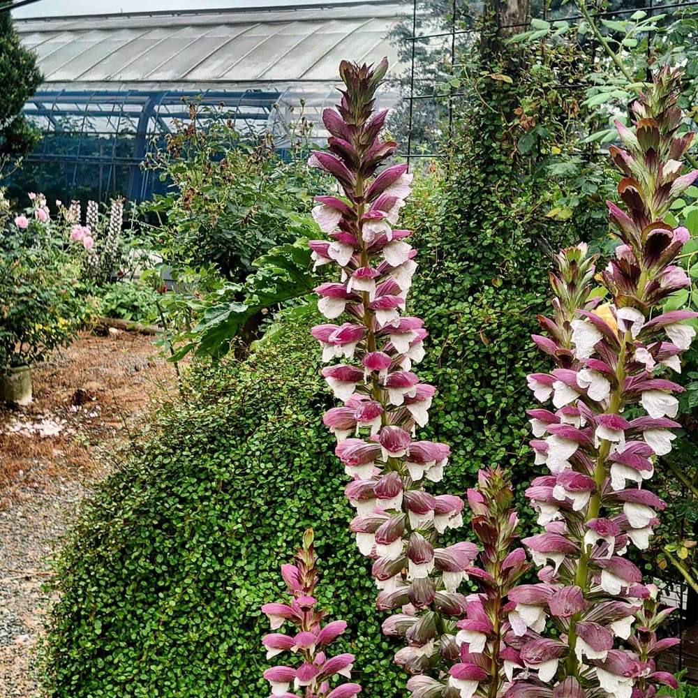 ちわこさんの投稿画像 月6月11日 Greensnap グリーンスナップ