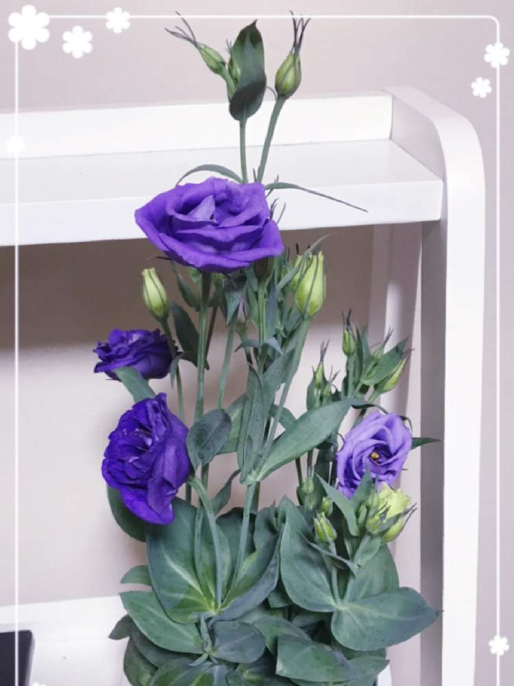 トルコキキョウの投稿画像 By 723popoさん 私の好きなものと可愛い とみどりのあるくらしとお花を見て元気とむらさきの花といやし 月6月11日 Greensnap グリーンスナップ