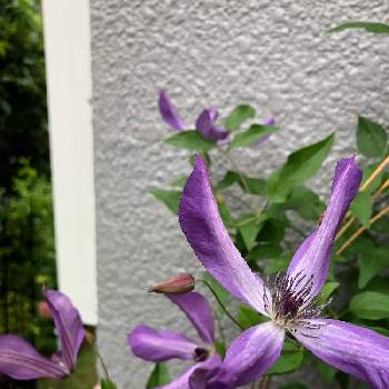 クレマチス・青トンボの画像 by あこさん | 小さな庭と花のある暮らしと クレマチスとクレマチス・青トンボ