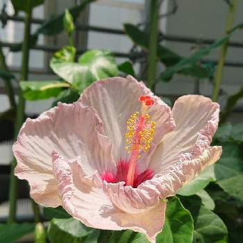 巨大な花の投稿画像一覧 Greensnap グリーンスナップ