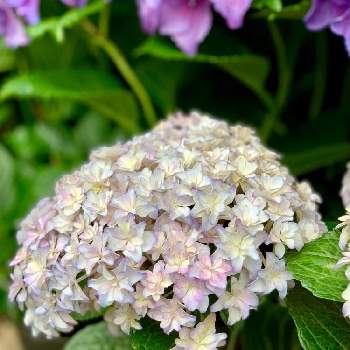 ブリーディングセレクションの投稿画像一覧 Greensnap グリーンスナップ