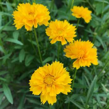 大金鶏菊の投稿画像一覧 Greensnap グリーンスナップ