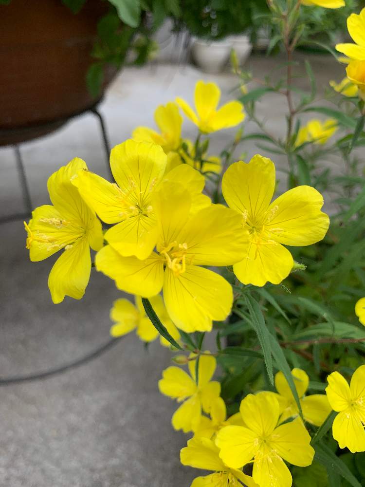 エノテラ アフリカンサンの投稿画像 By Azuwanさん お花を楽しむとおうち園芸とお散歩写真と綺麗なお花とお花が好き と花のある暮らし 月6月11日 Greensnap グリーンスナップ