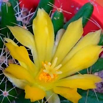 海王星の投稿画像一覧 Greensnap グリーンスナップ