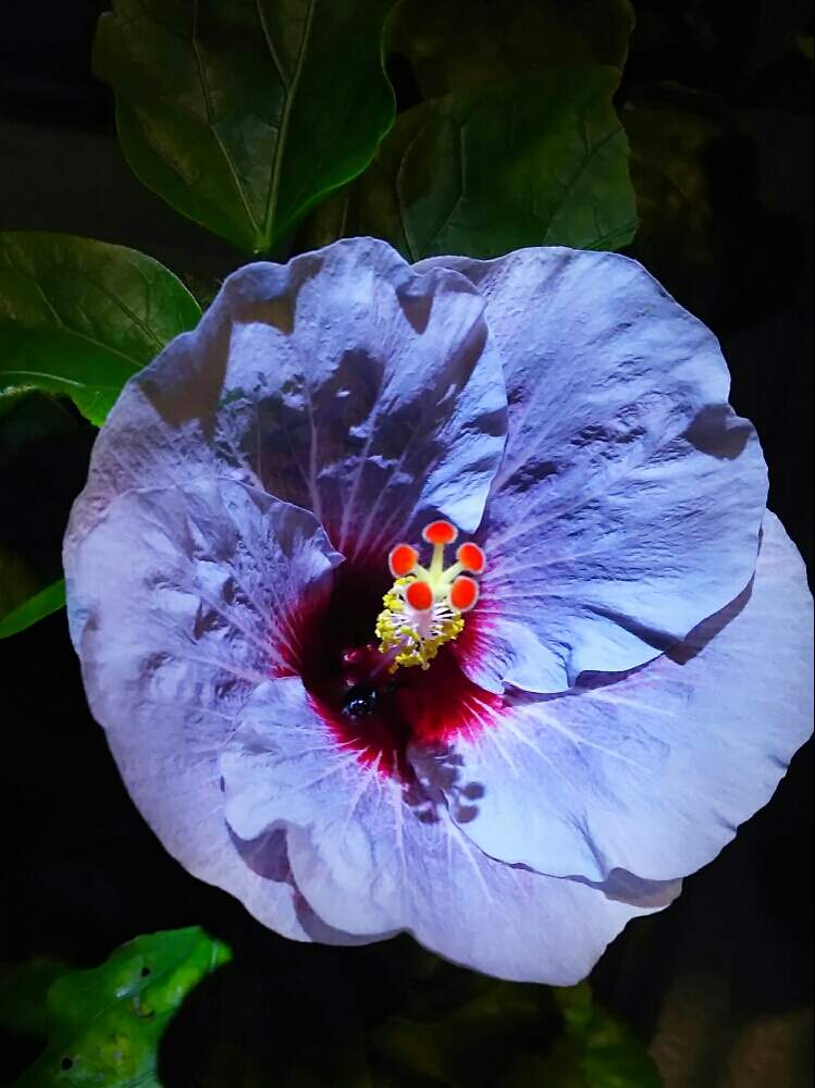 ハイビスカス 杏花 きょうか の投稿画像 By Shouさん バルコニー ベランダ 月6月11日 Greensnap グリーンスナップ Greensnap グリーンスナップ ハイビスカス 杏花 きょうか の投稿画像 By Shouさん バルコニー ベランダ 月6月11日 Greensnap グリーンスナップ Greensnap グリーンスナップ