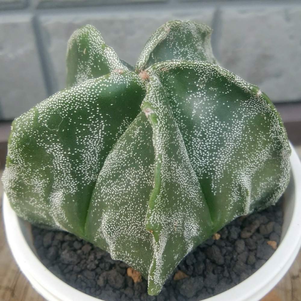 サボテンの投稿画像 By Cccrスキさん アストロフィツム複隆鸞鳳玉と多肉植物とサボテン科と無修正とサボテン と癒し と春の庭とおうち園芸と植中毒と アストロフィツム属と多肉植物とサボテンと複隆鸞鳳玉とランポー としあわせ とタニラーと花のある暮らしと山川名人