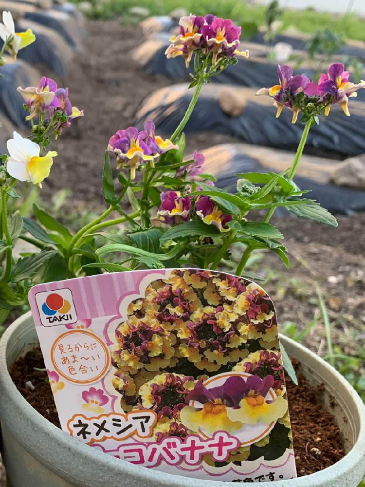 ネメシア チョコバナナの投稿画像 By いちさん 花のある暮らしとガーデニング初心者と園芸初心者とおうち園芸 月6月11日 Greensnap グリーンスナップ
