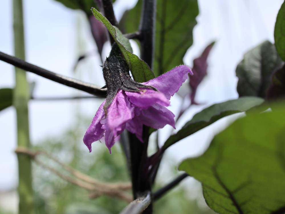 茄子の成長 Greensnap グリーンスナップ