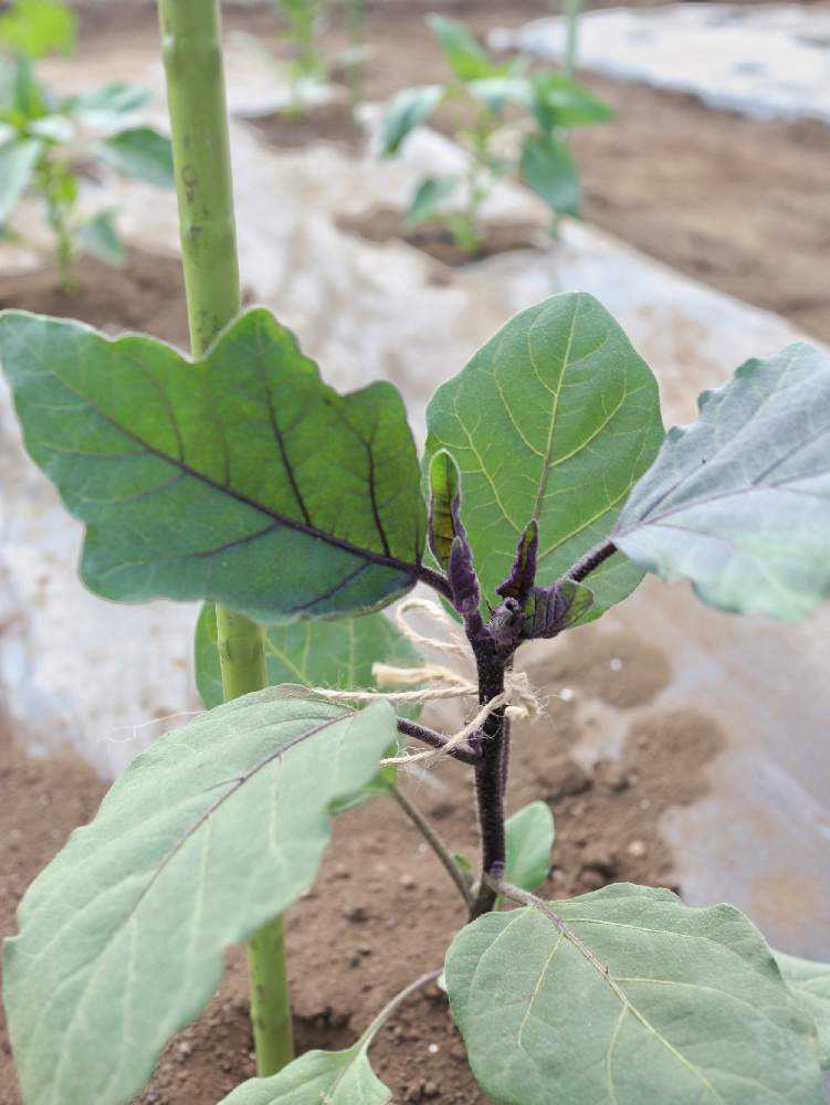 茄子の成長 Greensnap グリーンスナップ