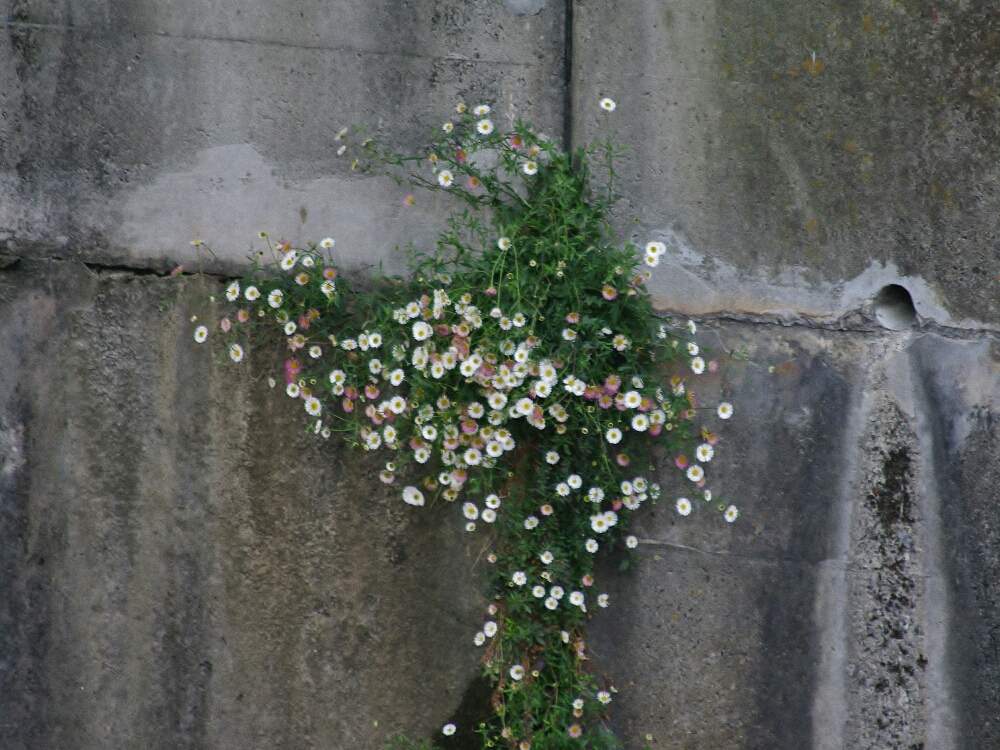 エリゲロンの投稿画像 By のんちゃんさん ペラペラヨメナ 源平小菊 と 色が変わる お花とコンクリート護岸とお出かけ先と石神井川と 色が変わる お花とコンクリート護岸と石神井川 月6月11日 Greensnap グリーンスナップ Greensnap グリーンスナップ